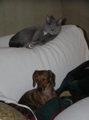 CAT AND DOG ARE FRIENDS. WELL, LETS JUST SAY THEY TOLERATE EACH OTHER. FRIENDS MAY BE GOING A LITTLE FAR.