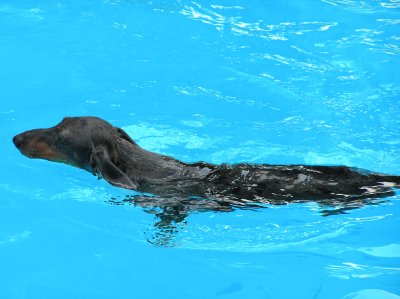SWIMMING HOUND