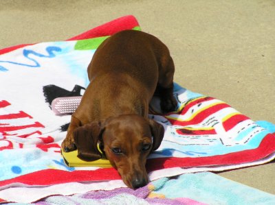 POOLSIDE POOCHY
