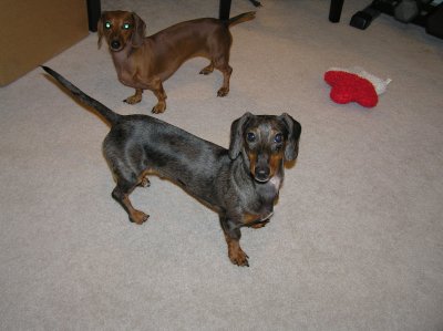 ASKEW DOGS. IT WASN'T HARD TO GET THEM TO STAND LIKE THIS.
