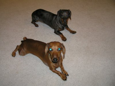 PARALLEL PARKED DOGS. YOU DON'T KNOW HOW TOUGH IT WAS TO GET THEM TO LAY LIKE THAT!