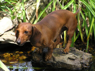 IS THAT A LEAF IN MY POND?
