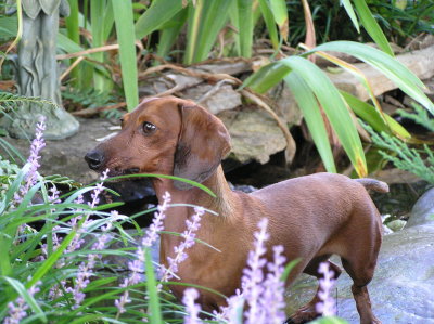 DOG IN THE POND