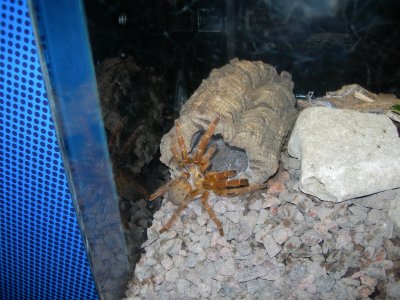 Arachnitopia Exhibit