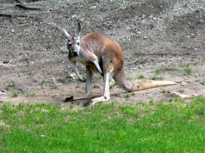 Kangaroo