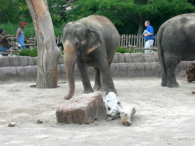 Elephants