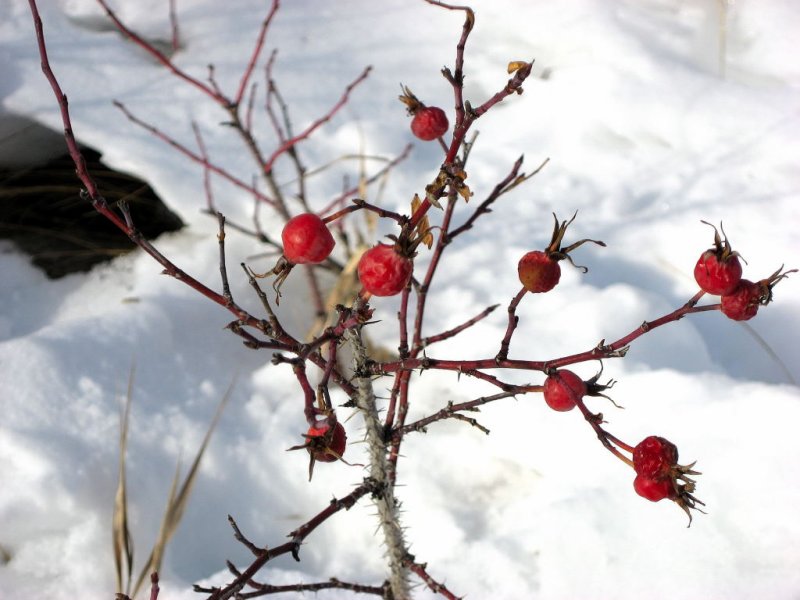 rose hips