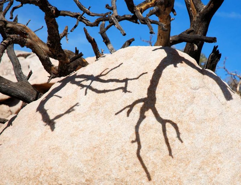 shadow tree