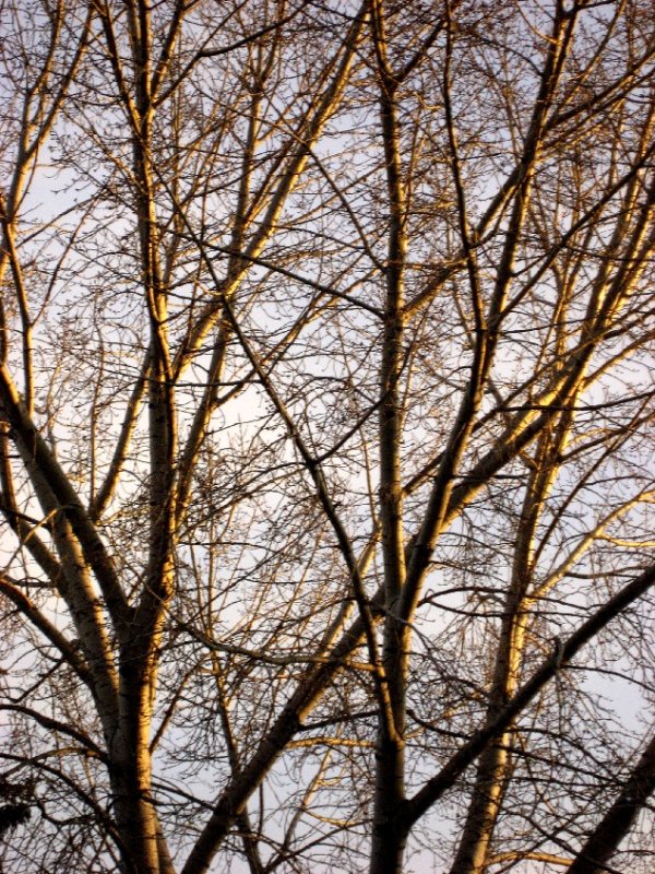 evening glow