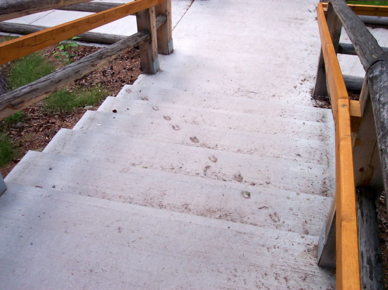 Deer tracks in concrete