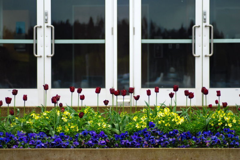 flowers and rain