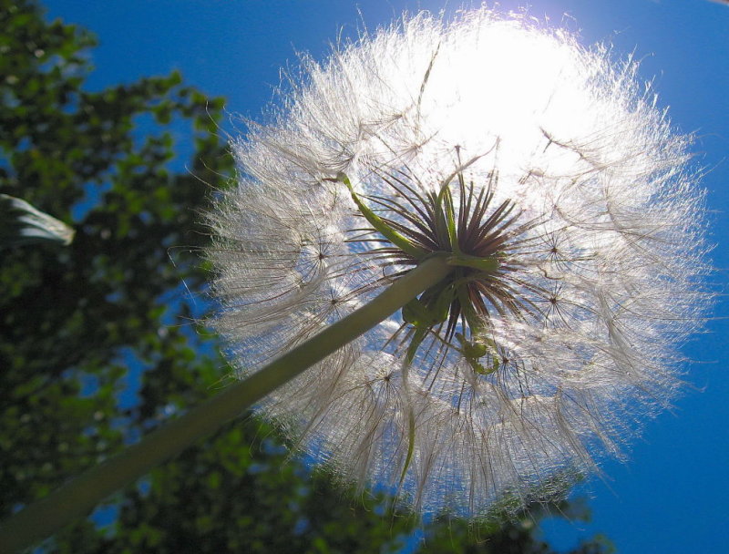 thistle on blue