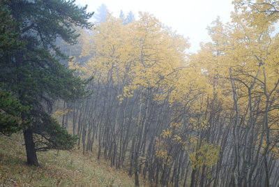 trees in mist