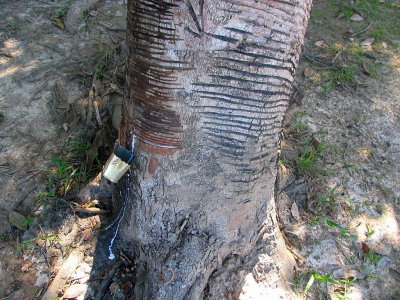 harvesting rubber (latex)