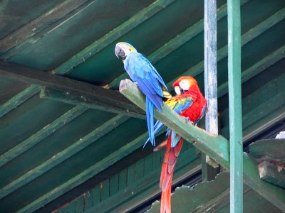 feathered friends