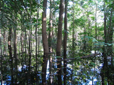 flooded forest 2