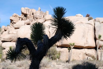 joshua tree07.JPG