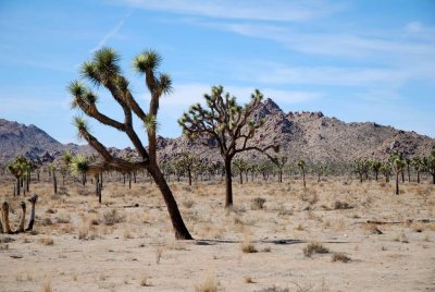 joshua tree08.JPG