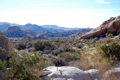 joshua tree14.JPG