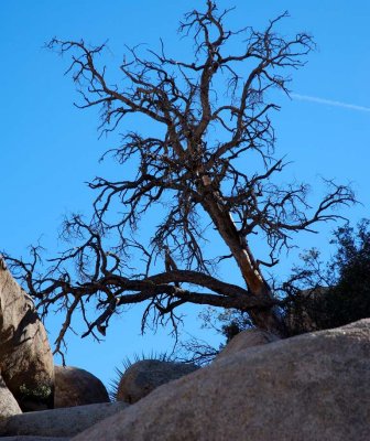 joshua tree16.JPG