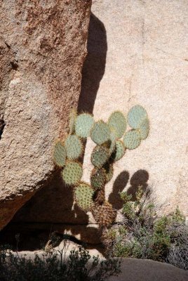 joshua tree19.JPG