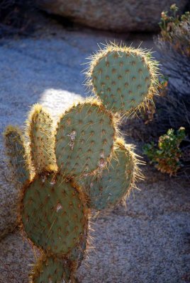 joshua tree20.JPG