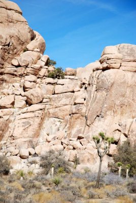 joshua tree23.JPG