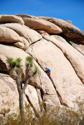 joshua tree25.JPG