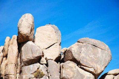 joshua tree27.JPG