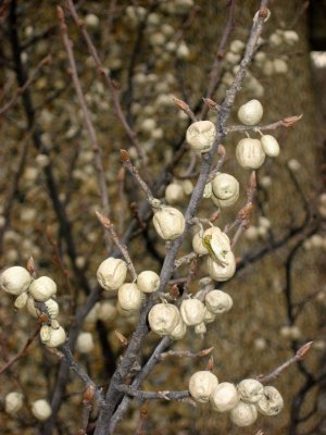 signs of spring