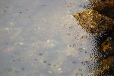 algae