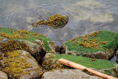 sea vegetation