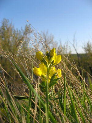 yellow flower