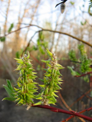 catkins