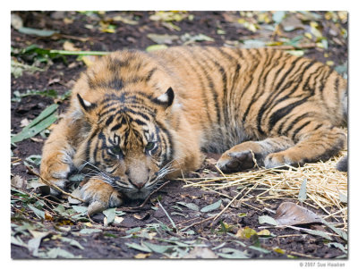 Tiger Cub 1