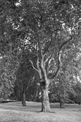 My walk arround Hyde Park in London August 2006 in BW