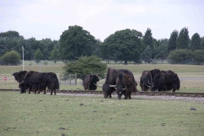 Whipsnade Zoo England 2006