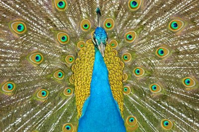 Peacock - Holtkamp Farm