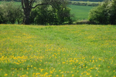 DSC_0810.JPG