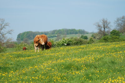 DSC_0814.JPG