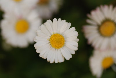 DSC_0824.JPG