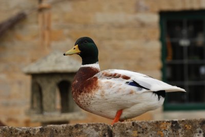 DSC_0970.JPG
