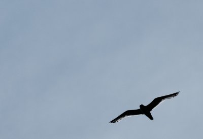 DSC_2367_5.jpg
