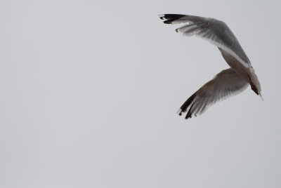 DSC_2988.JPG