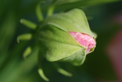 DSC_8217.JPG
