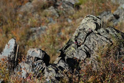 DSC_7444.JPG