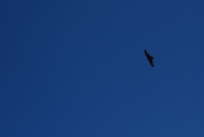 DSC_7456.JPG