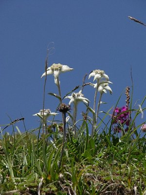 Tibet: wildflowers