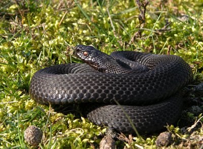 Adder - Vipera berus - Adder