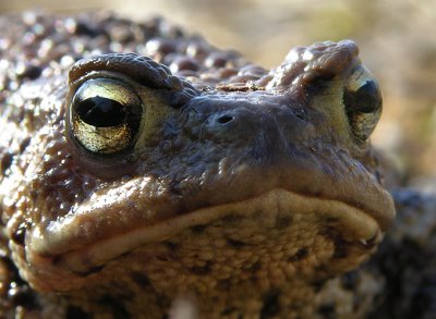 Common toad - Bufo bufo - Gewone pad